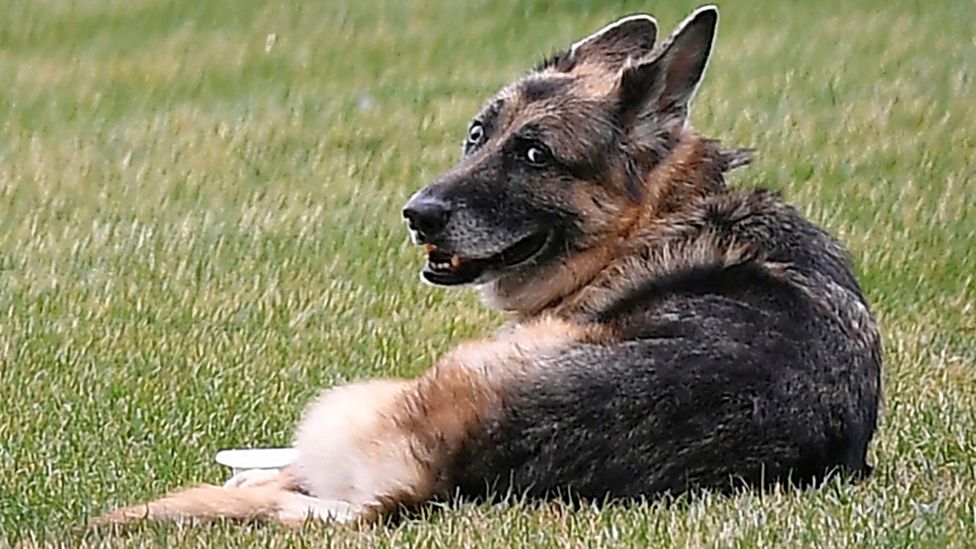 Bidens' older dog, Champ, has died; German shepherd was 13