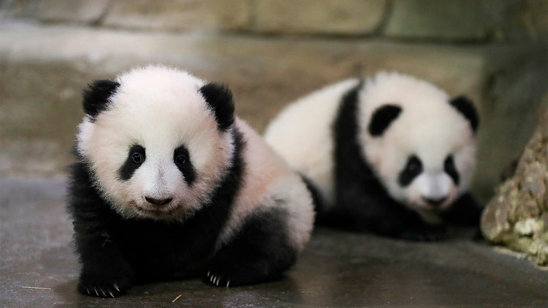 Pandamania: Twin cubs in French zoo take 1st steps in public