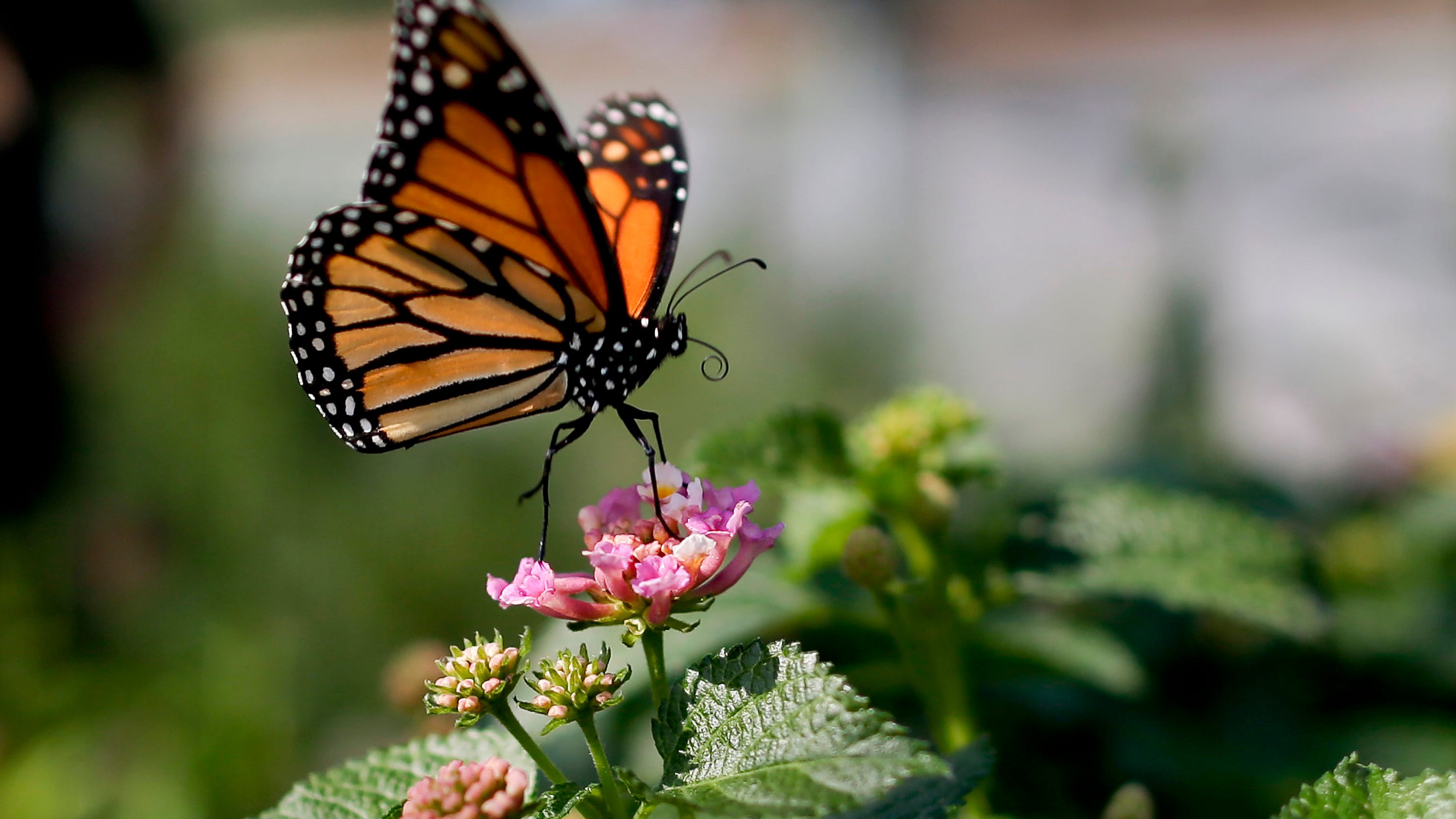 Monarch butterfly population moves closer to extinction