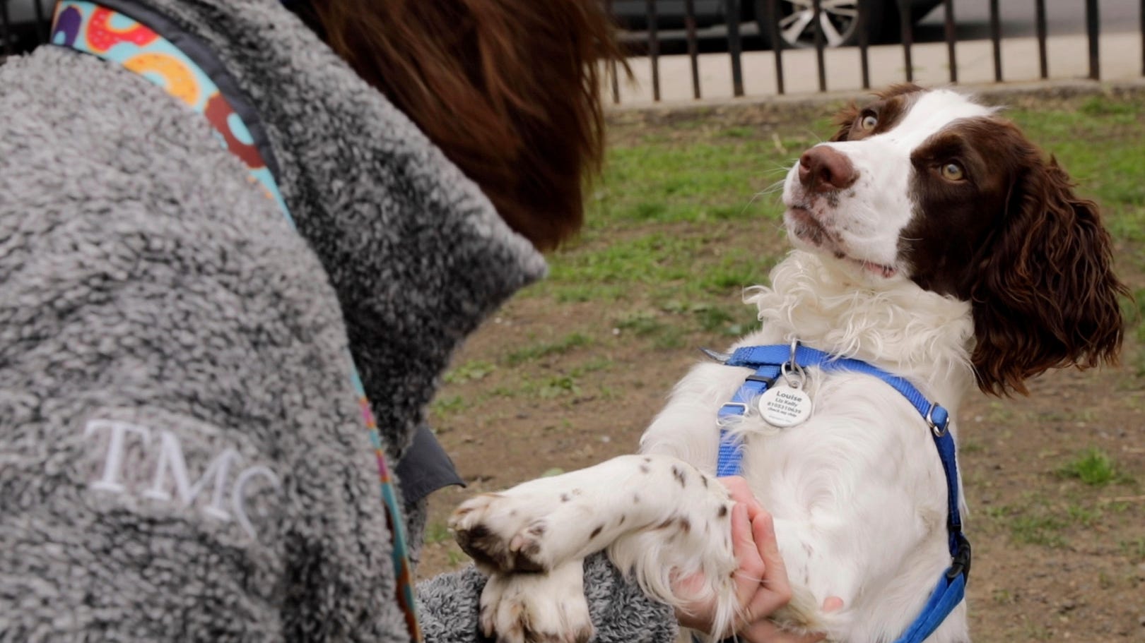 Estudio: La personalidad de los perros no depende tanto de su raza