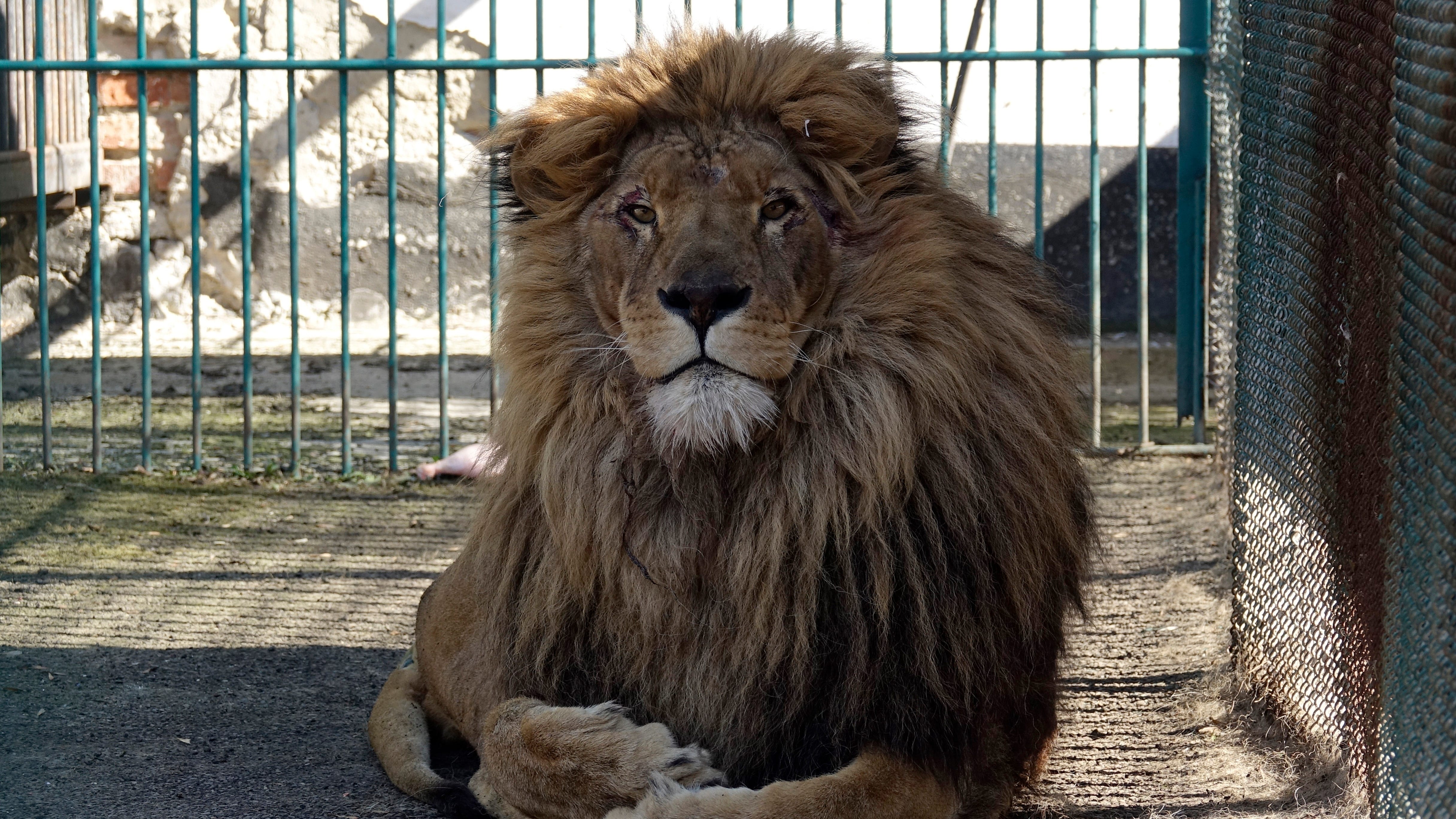 Simba the lion, wolf safely evacuated from war-torn Ukraine