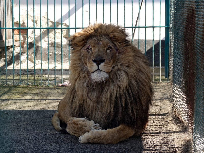 APTOPIX Romania Russia Ukraine War Zoo