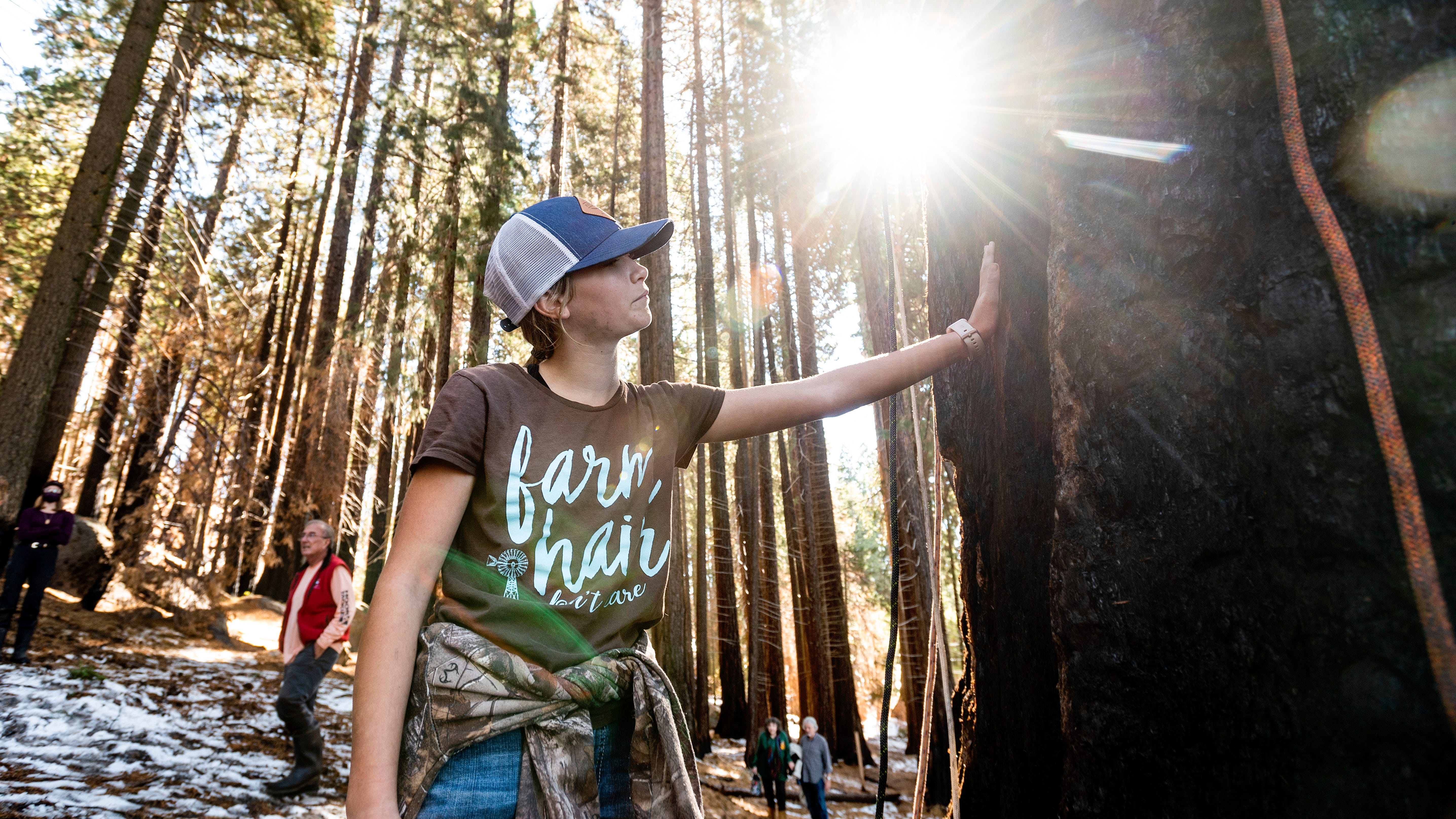 Hope after wildfire: Tiny sequoias could grow into giants  