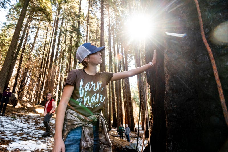 APTOPIX Saving Sequoias