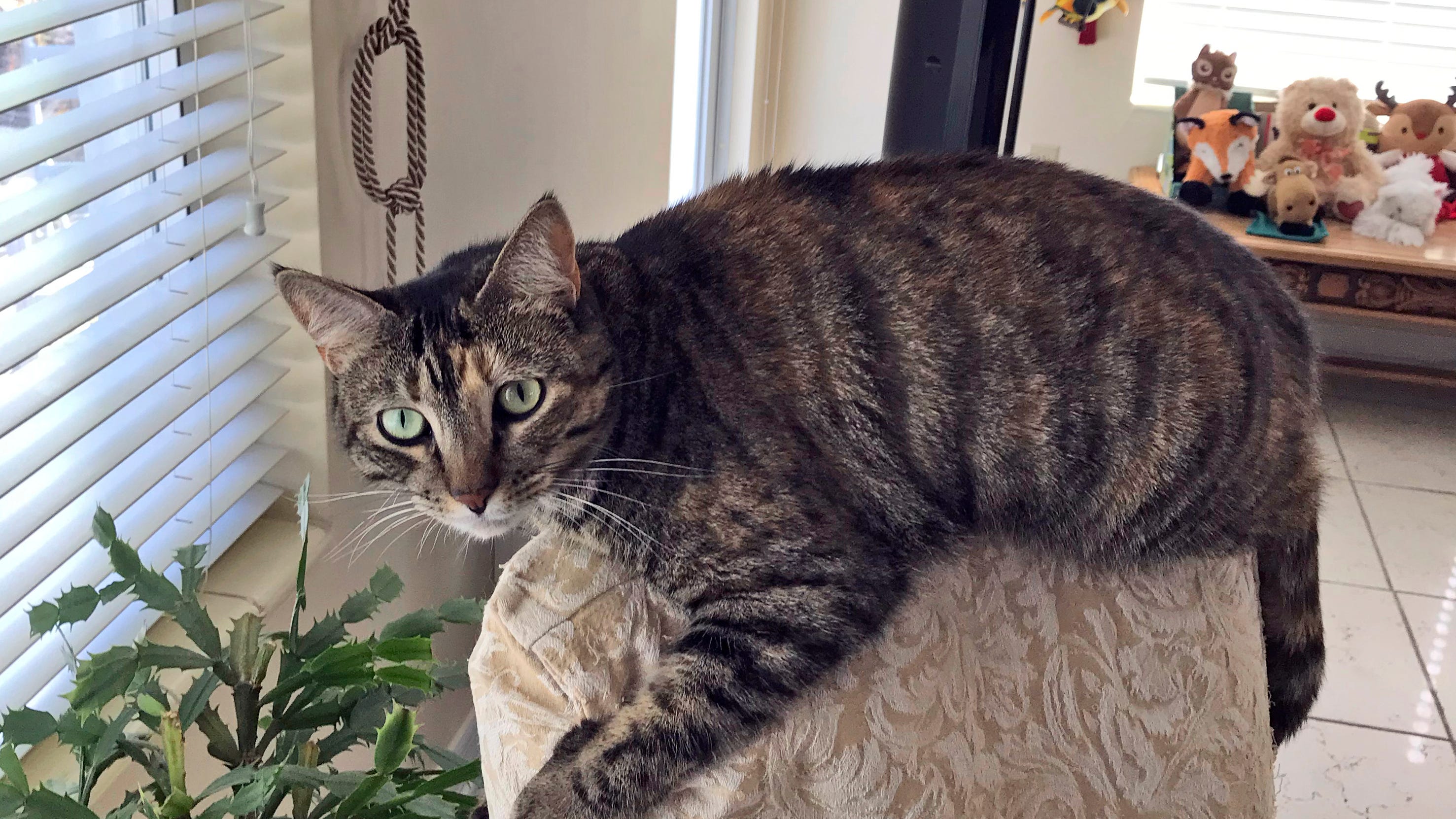 Mayor: Crews did everything possible to find missing pets