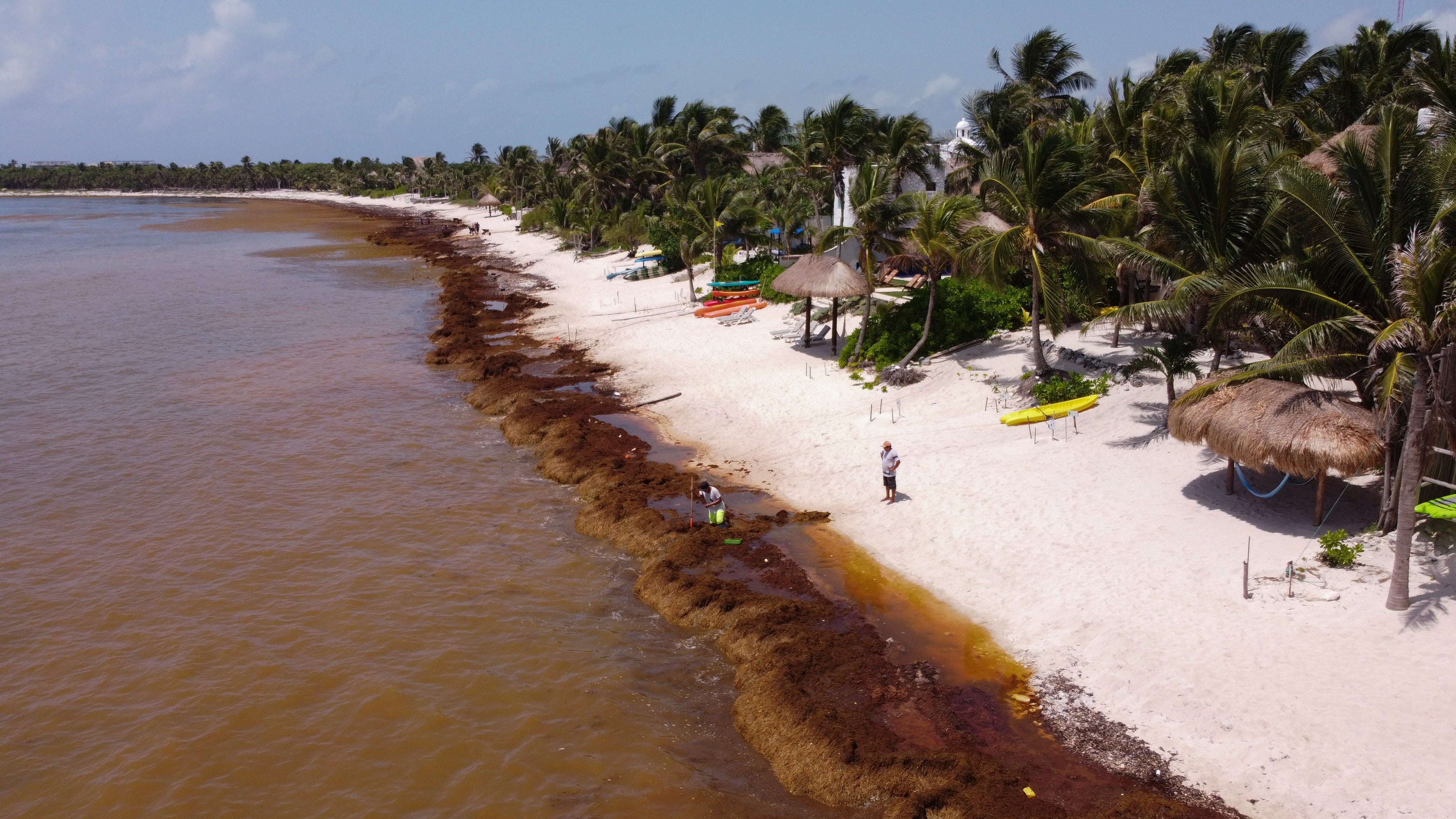 On Mexico's Caribbean coast, mountains of seaweed grow