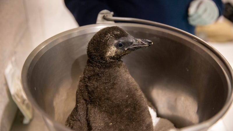Penguin Chicks