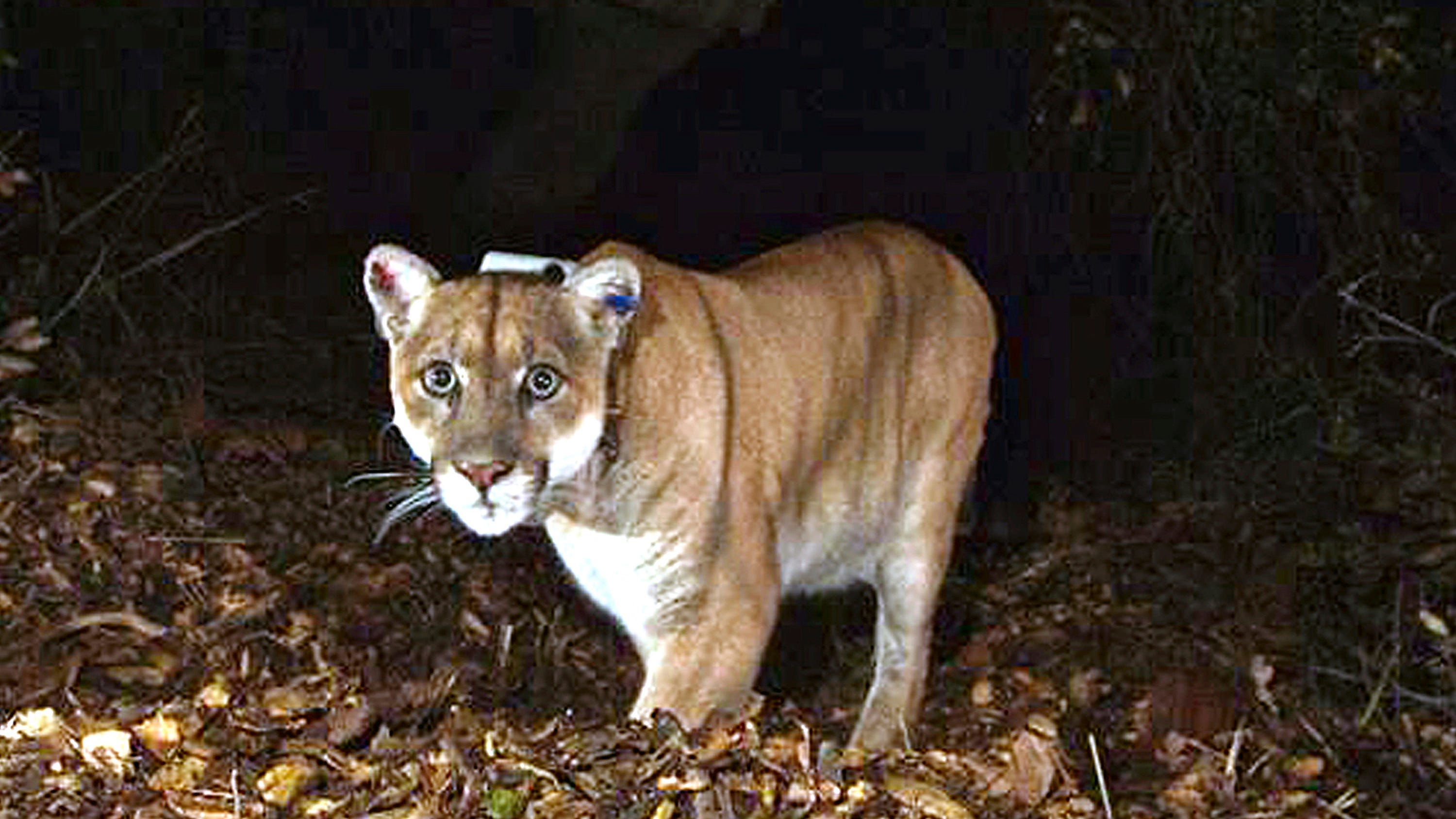 Famed LA cougar P-22 euthanized following health problems