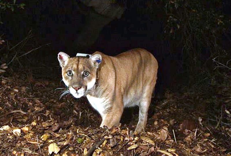 California Famed Mountain Lion