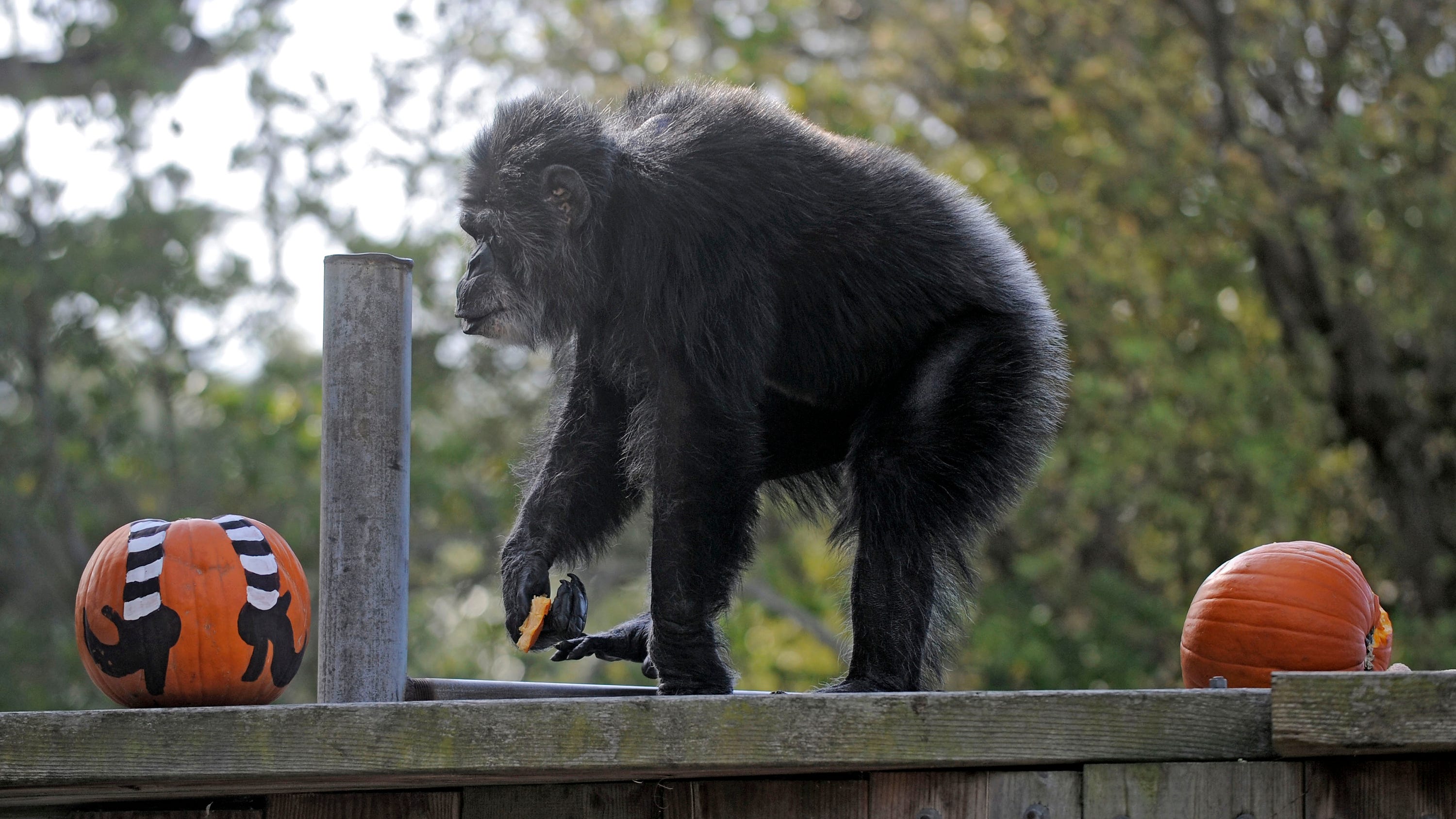 Oldest male chimpanzee in US dies at San Francisco zoo