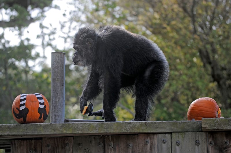 Oldest US Chimpanzee Dies