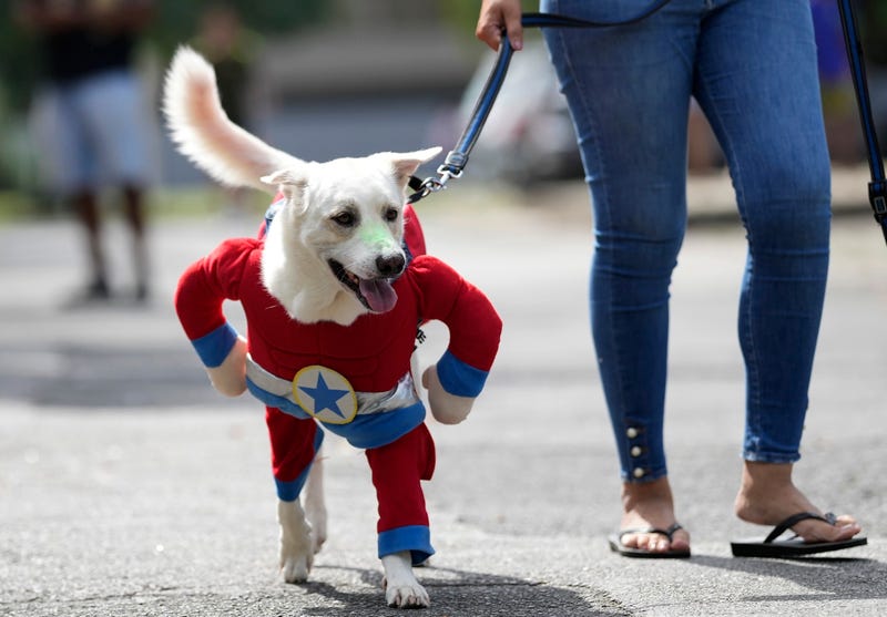 APTOPIX Brazil Carnival Dogs