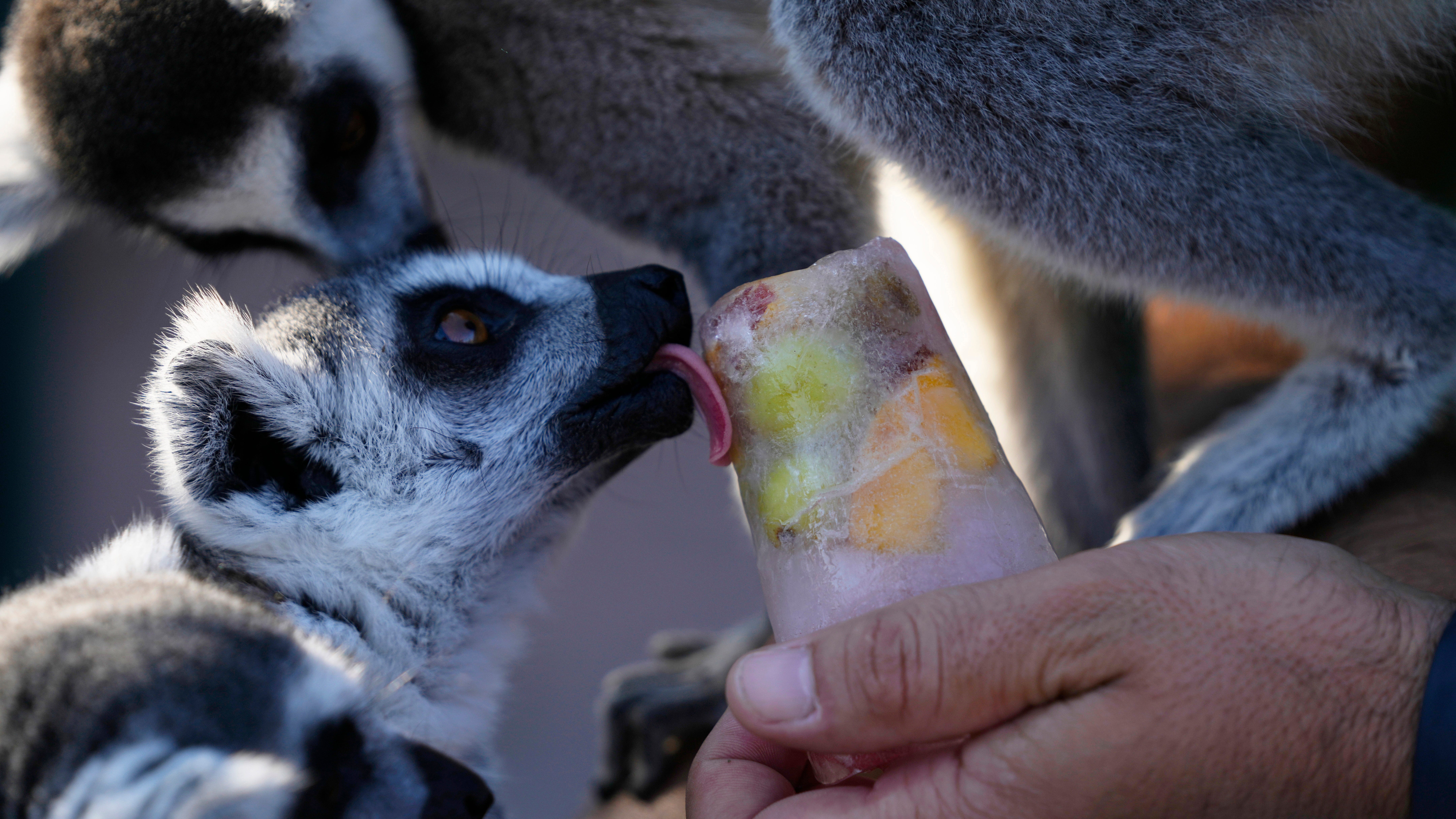 A Greek zoo serves up frozen meals to animals to help them beat the heat