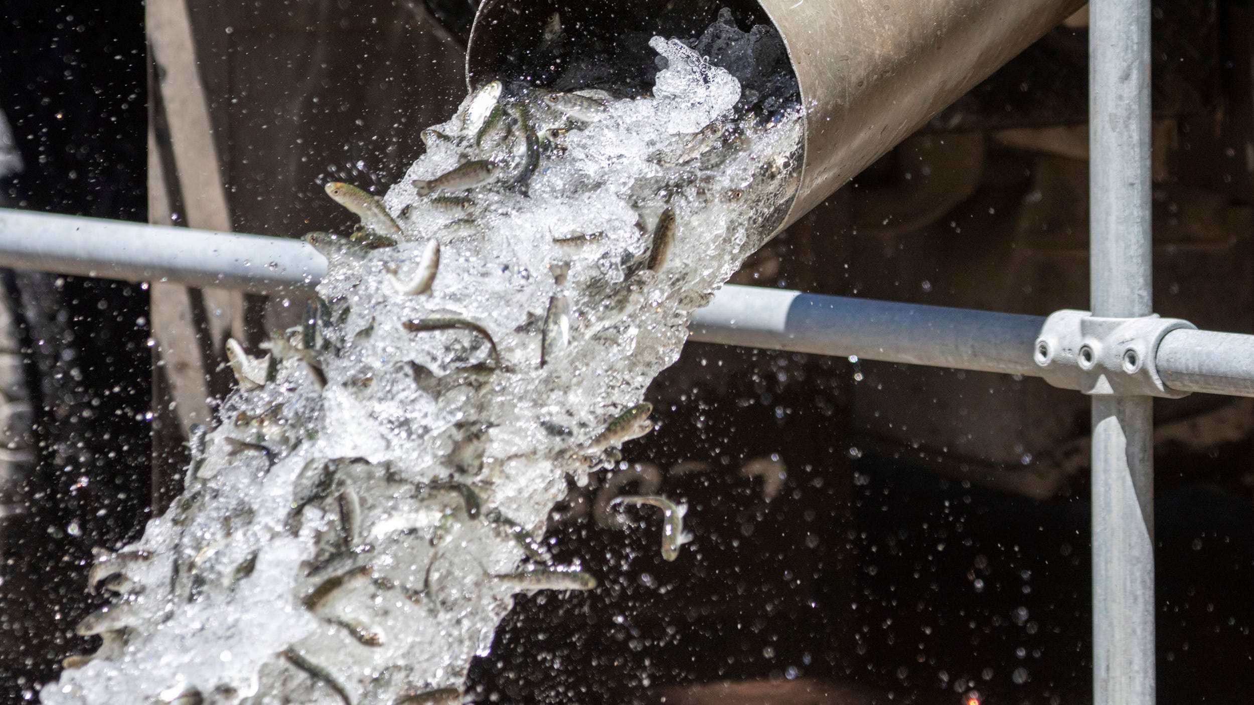 Warming rivers in US West killing fish, imperiling industry