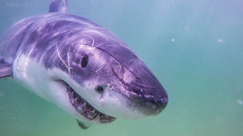 Cape Cod Sharks