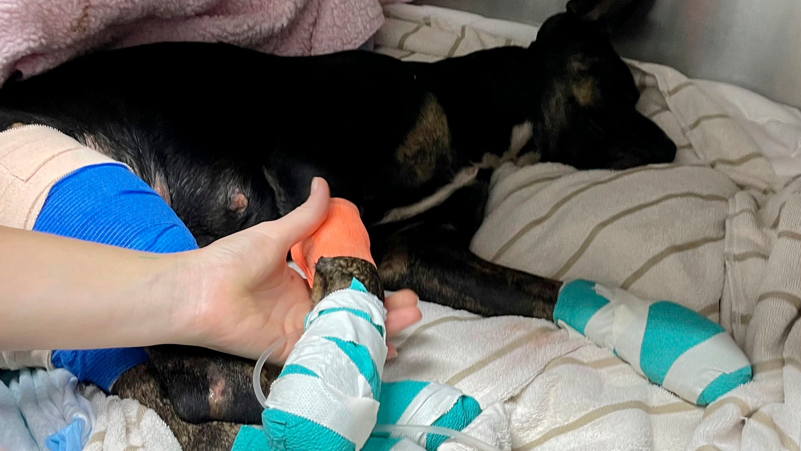 As people fled the fires, pets did too. Some emerged with marks of escape, but many remain lost