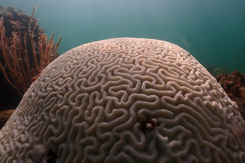 Hot Ocean Record
