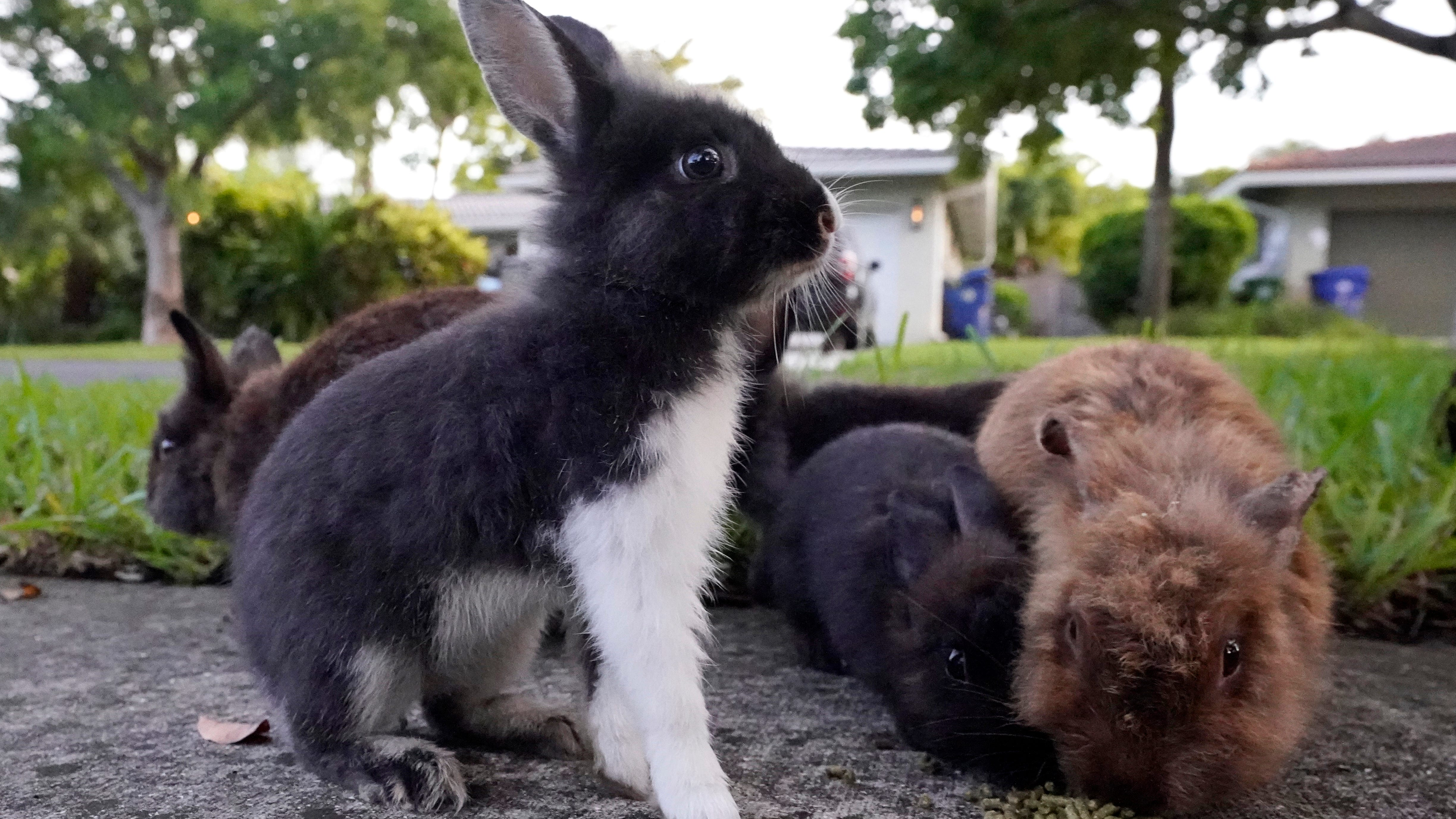 Fuzzy invasion of domestic rabbits has a Florida suburb hopping into a hunt for new owners