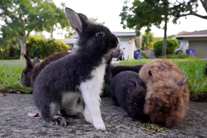 Invasive Rabbits Florida