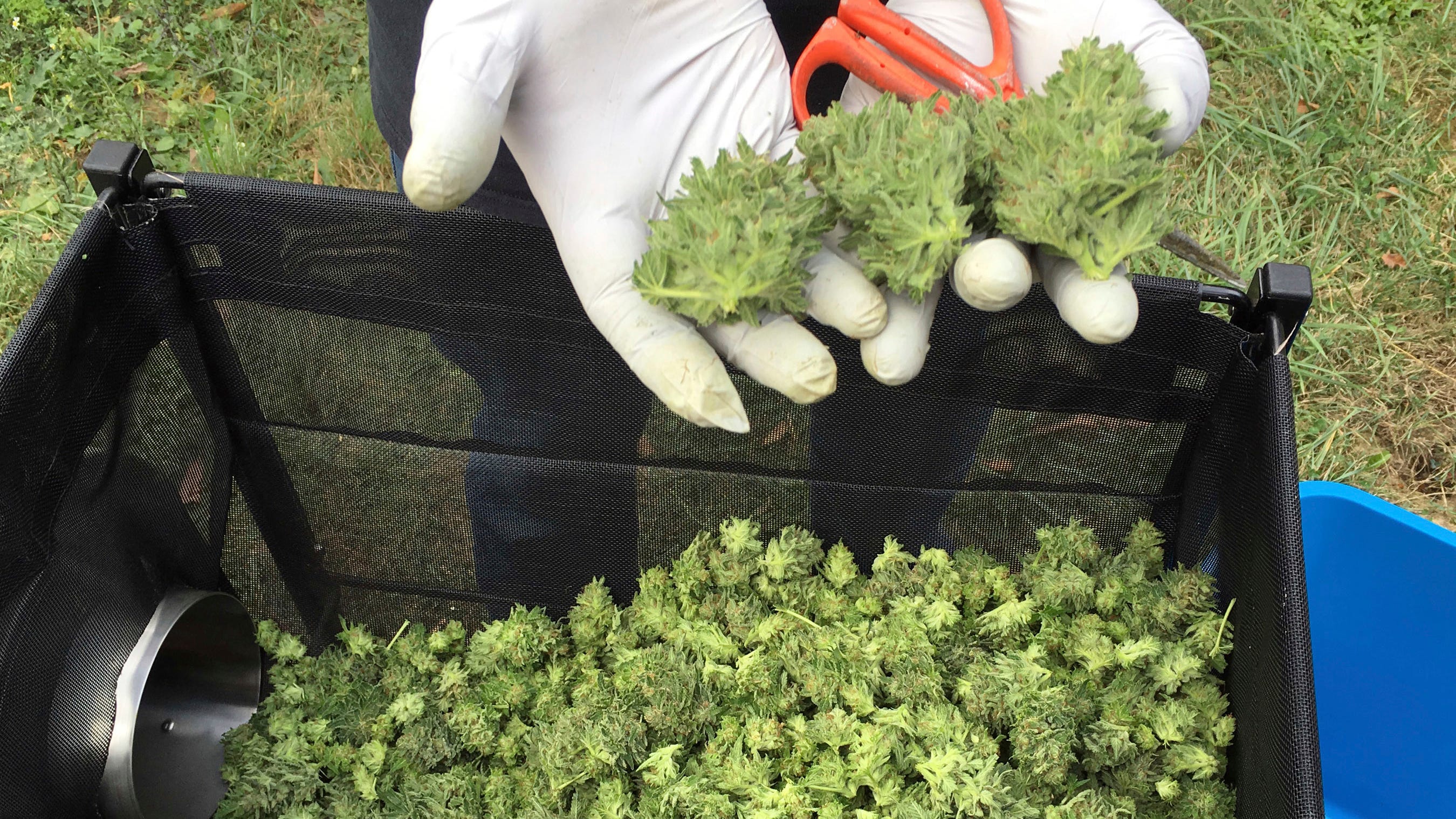 Marijuana moonlighting: Oregon official quits due to pot job