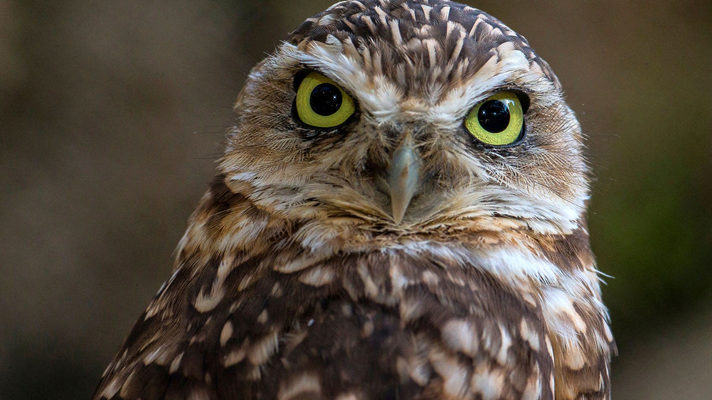 Fake poop helps evicted owls settle into new neighborhood