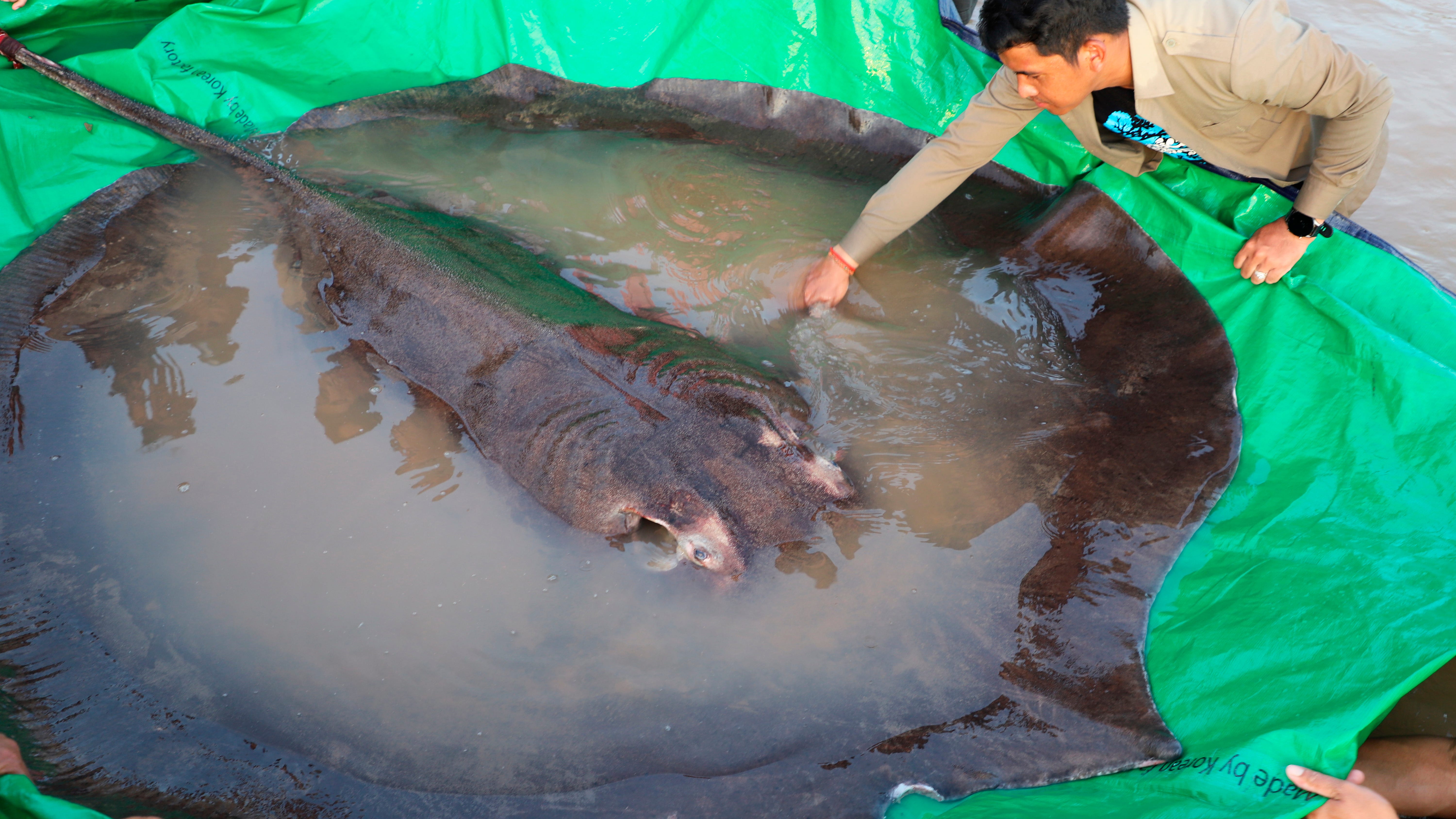Cambodian catches world's largest recorded freshwater fish