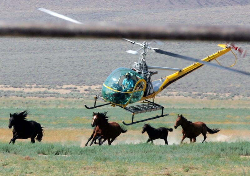 Wild Horses Roundup-Drought