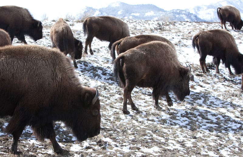 Yellowstone Bison Killed