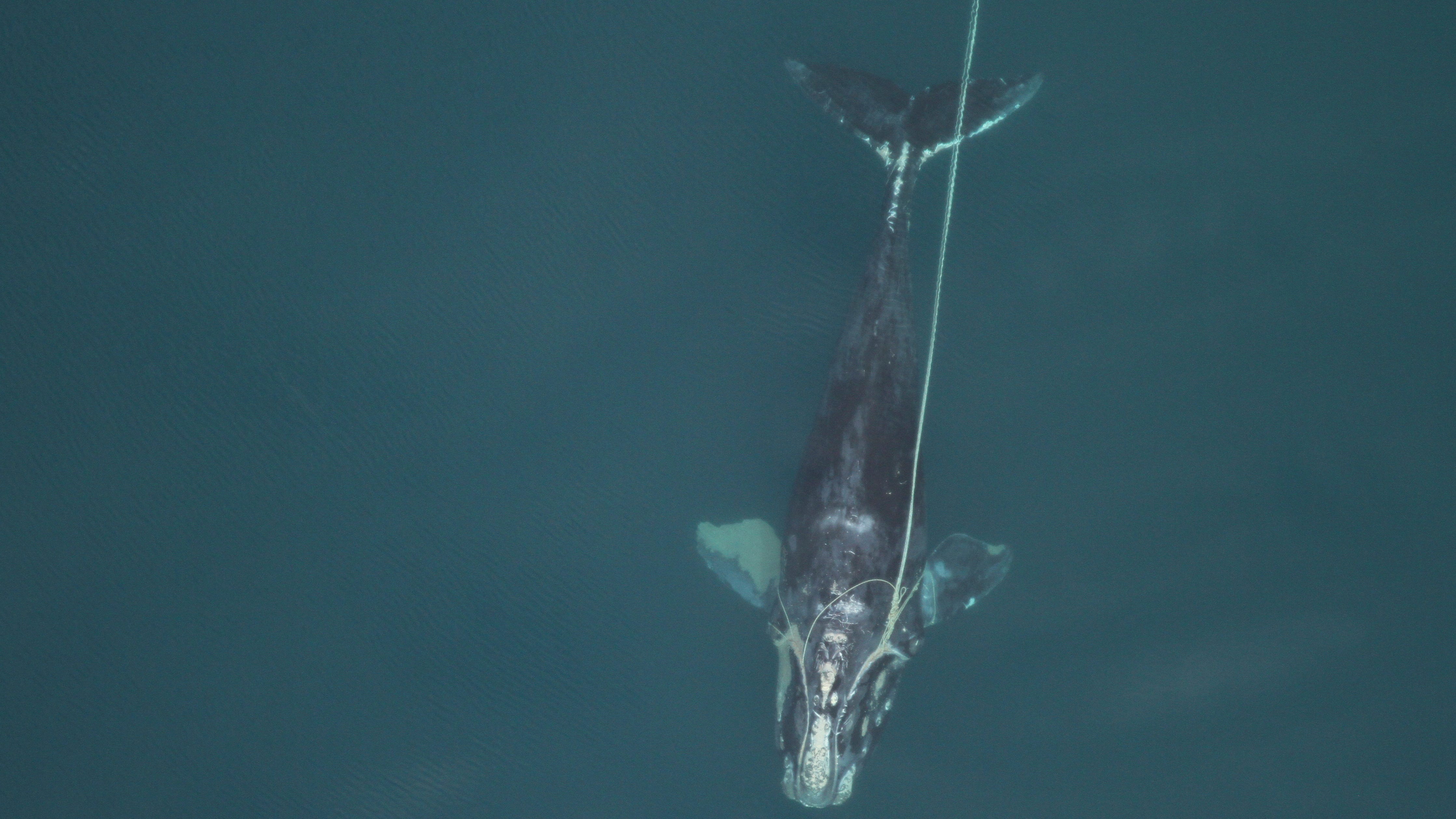 Shrinking giants: North Atlantic right whales getting tinier