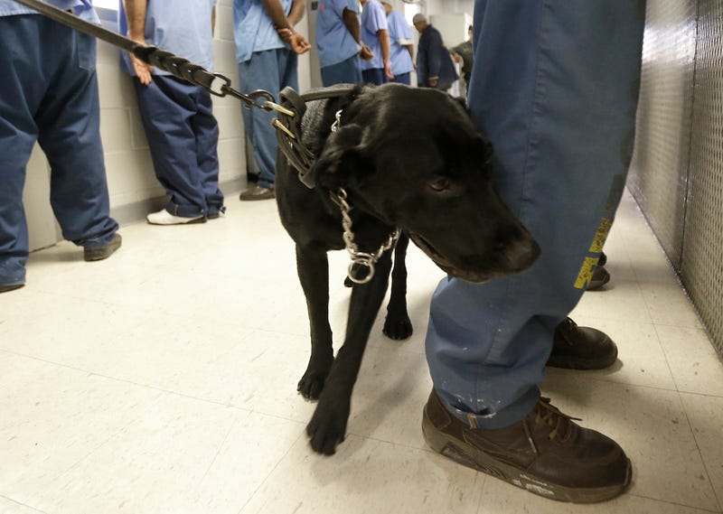 California Prisons Drug Deaths