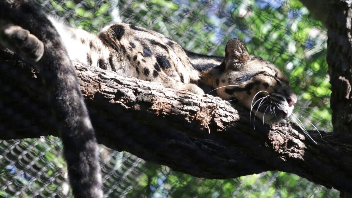 Police investigate after Dallas Zoo missing leopard is found