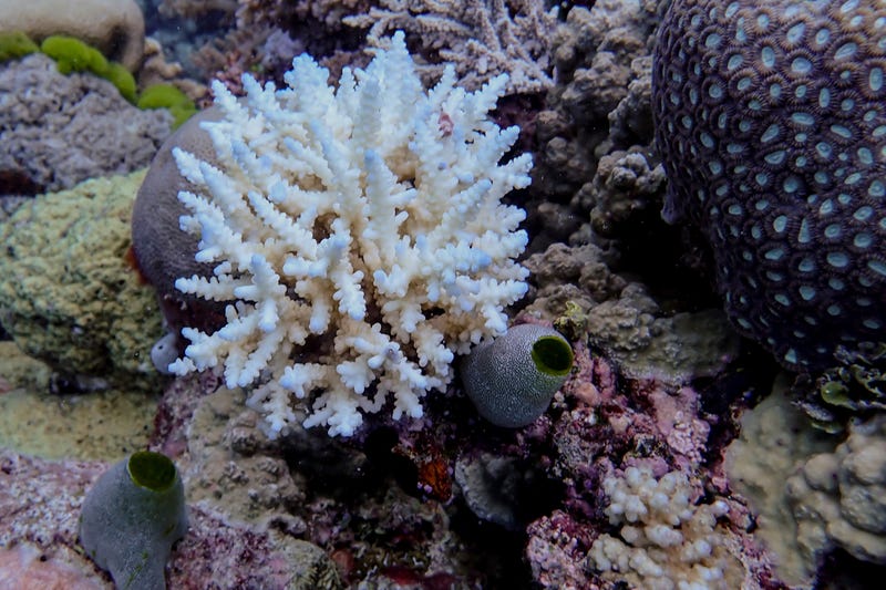 Australia Great Barrier Reef
