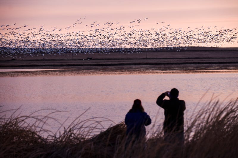 Bird Migration Atlas