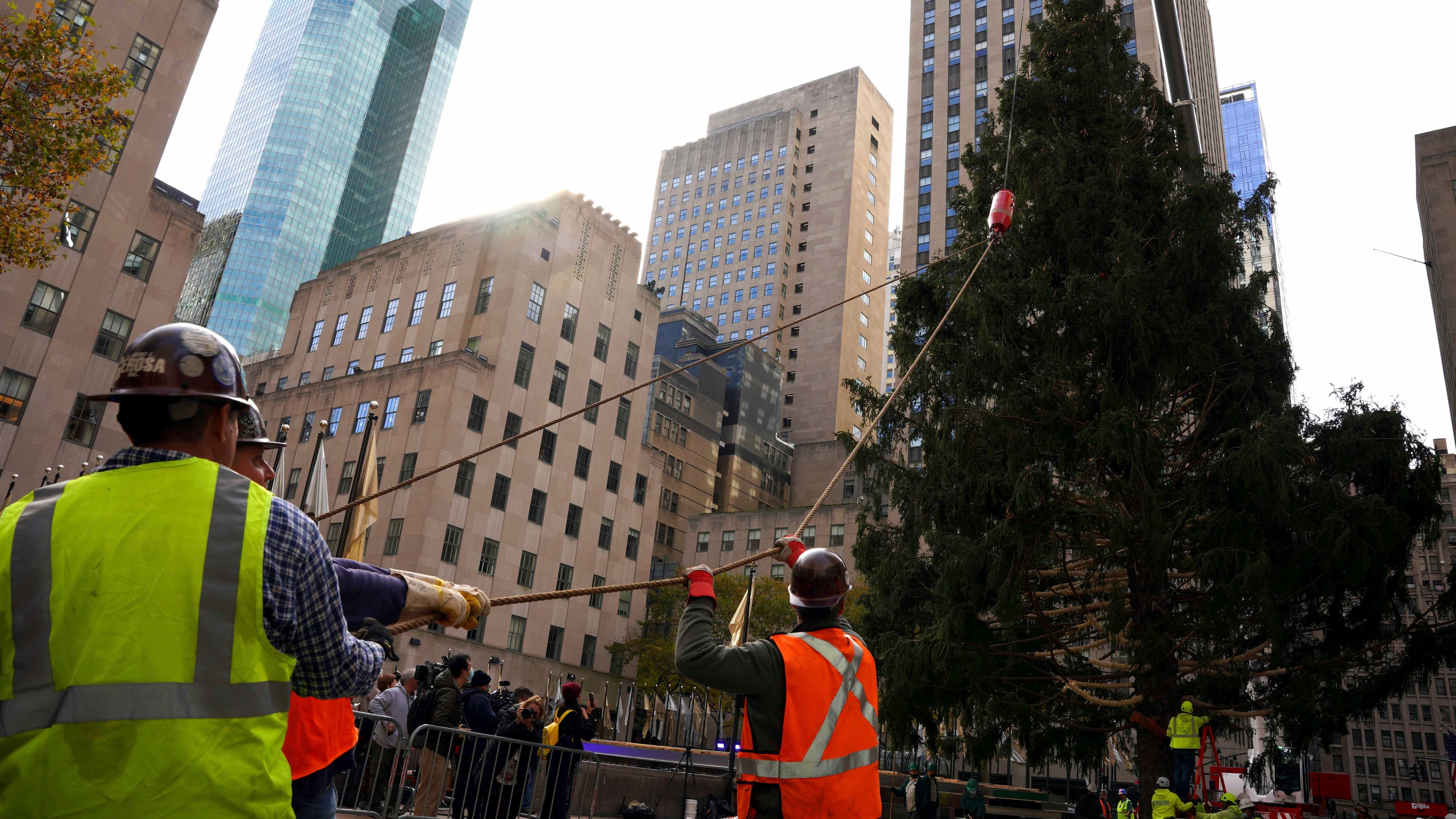 Home for the holidays: Rockefeller tree arrives in NYC