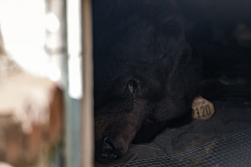 California Bear Under House