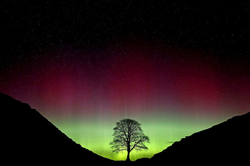 Britain-Sycamore Gap Tree Trial