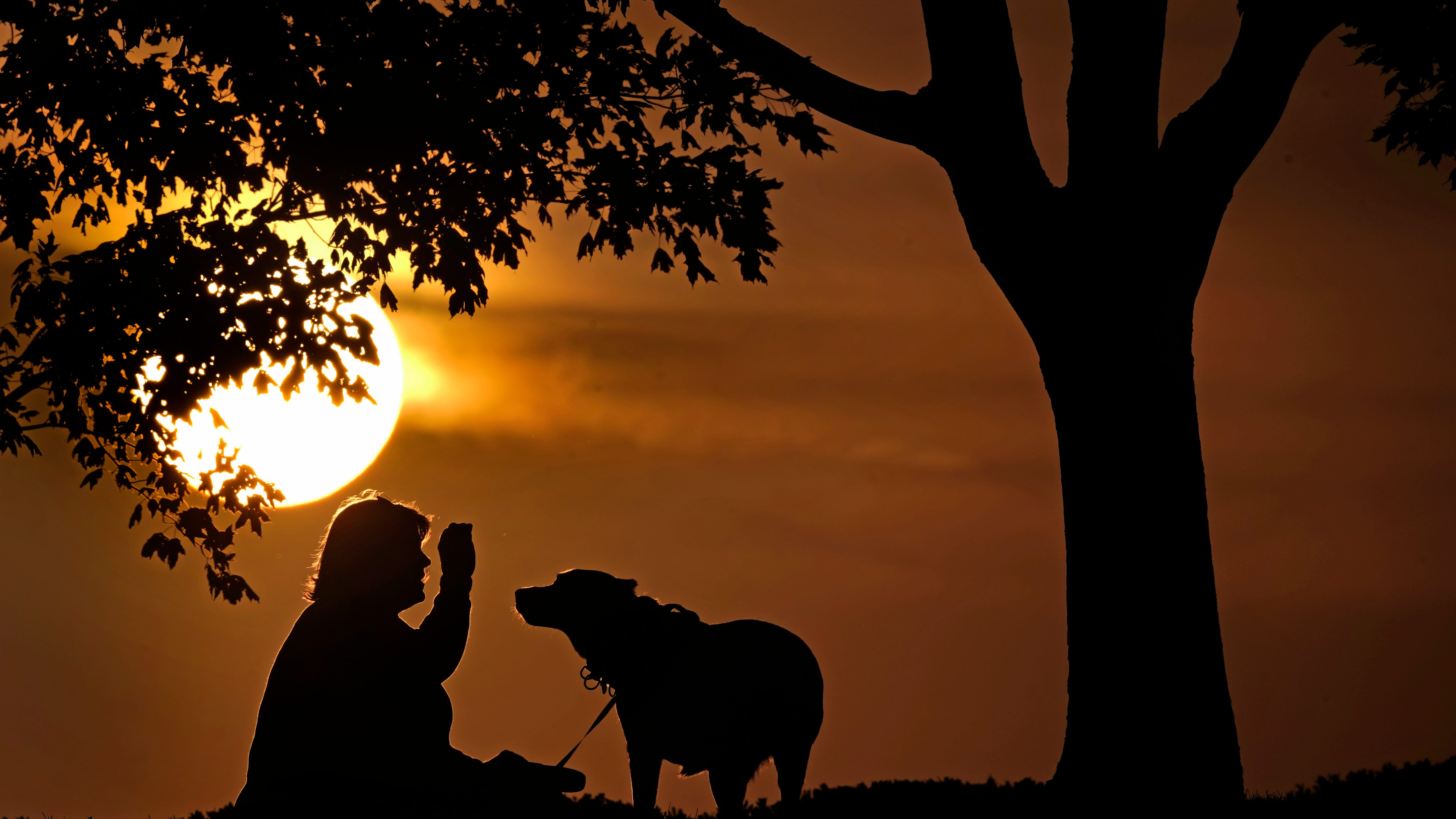 Monkeypox can spread to pet dogs, doctors report