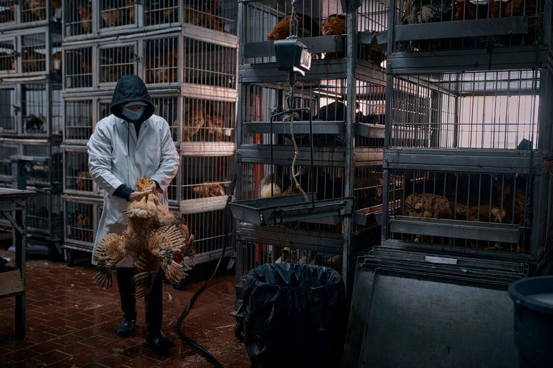 APTOPIX Bird Flu