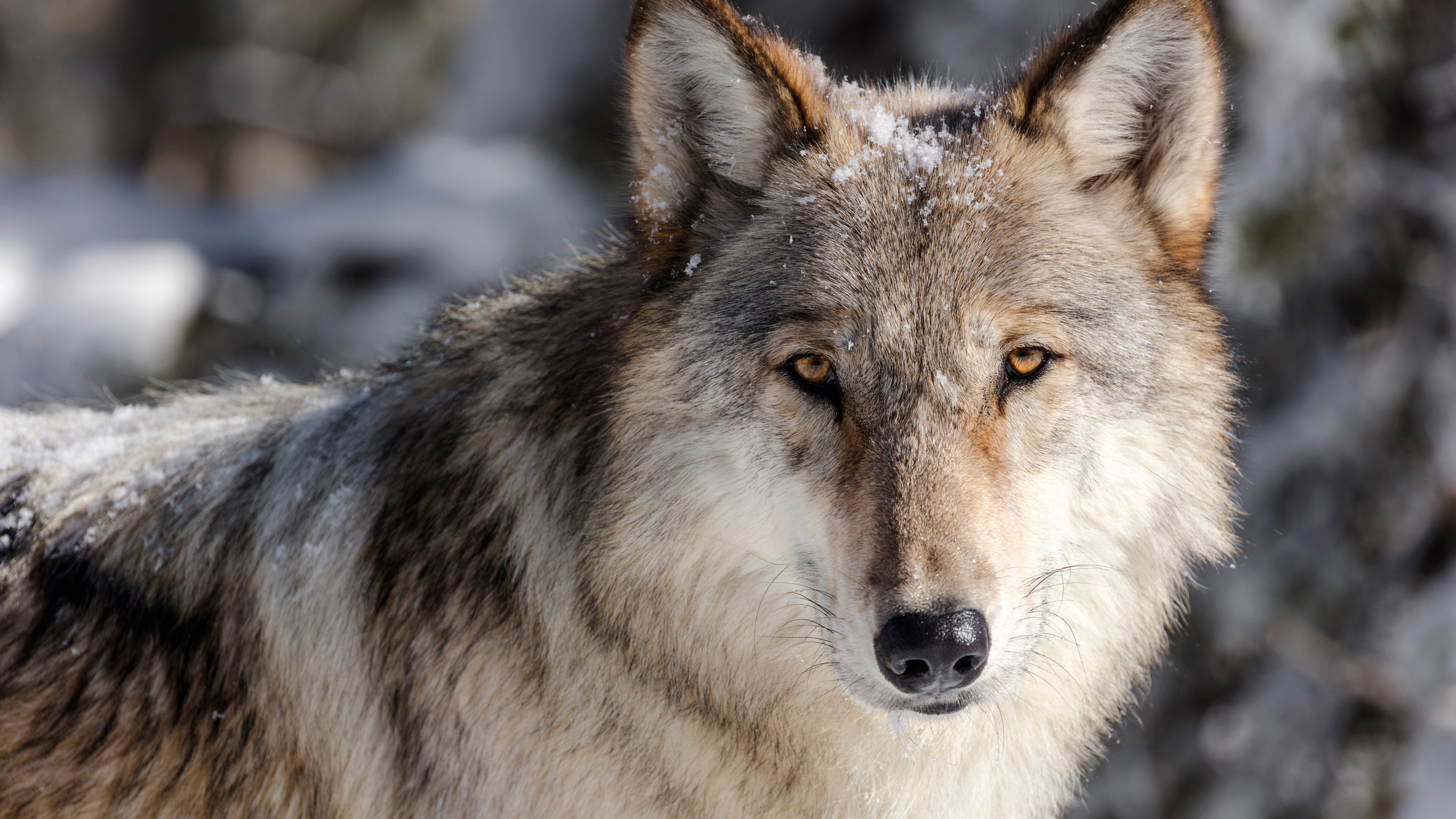 Judge restores protections for gray wolves across much of US