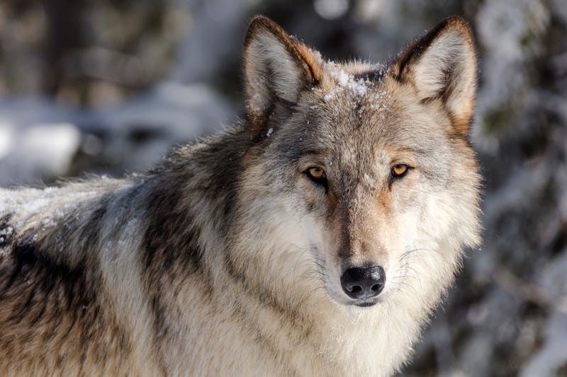 Gray Wolves-Protections