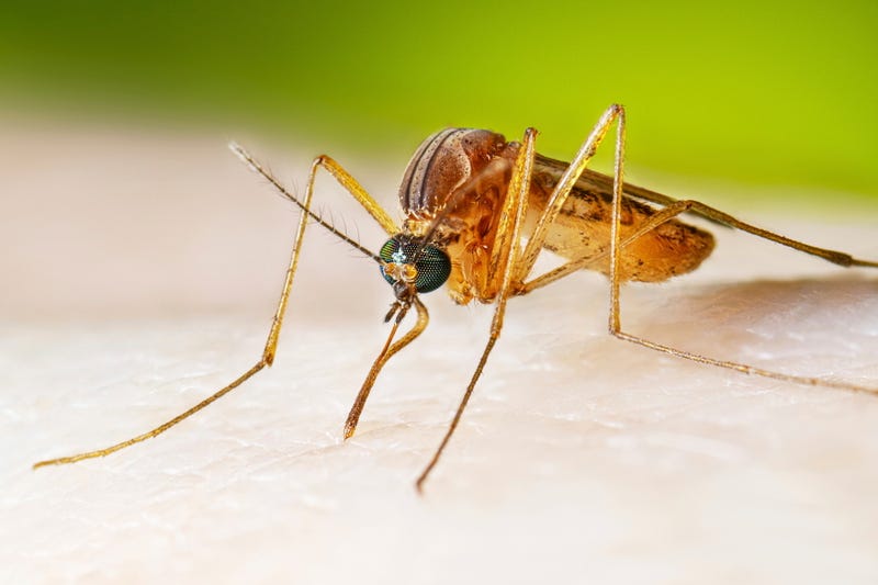 West Nile Virus
