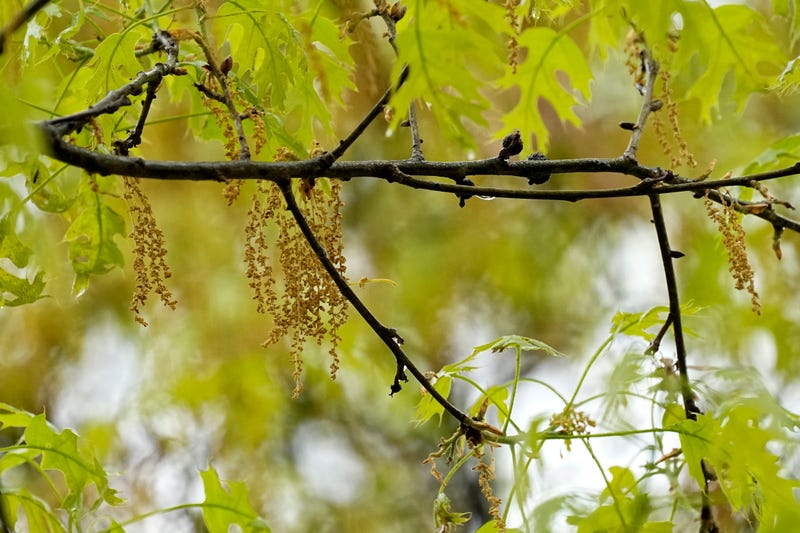 Wellness-Allergy Tips