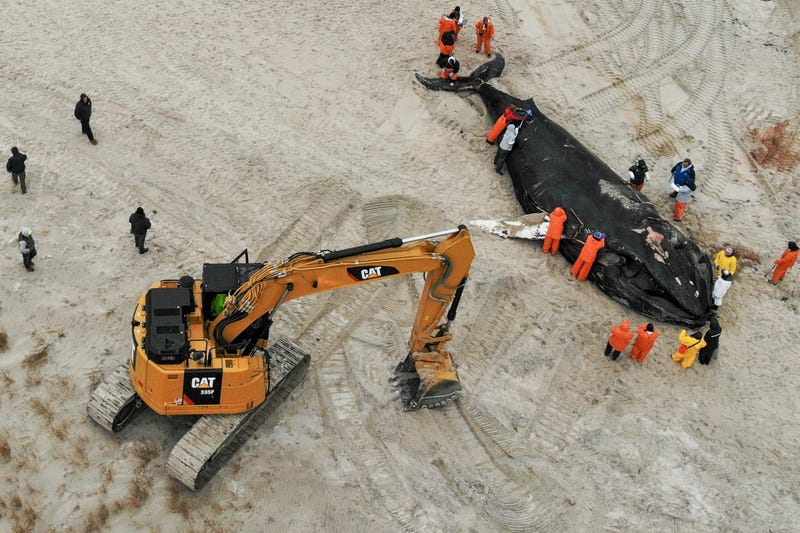 APTOPIX Beached Whale