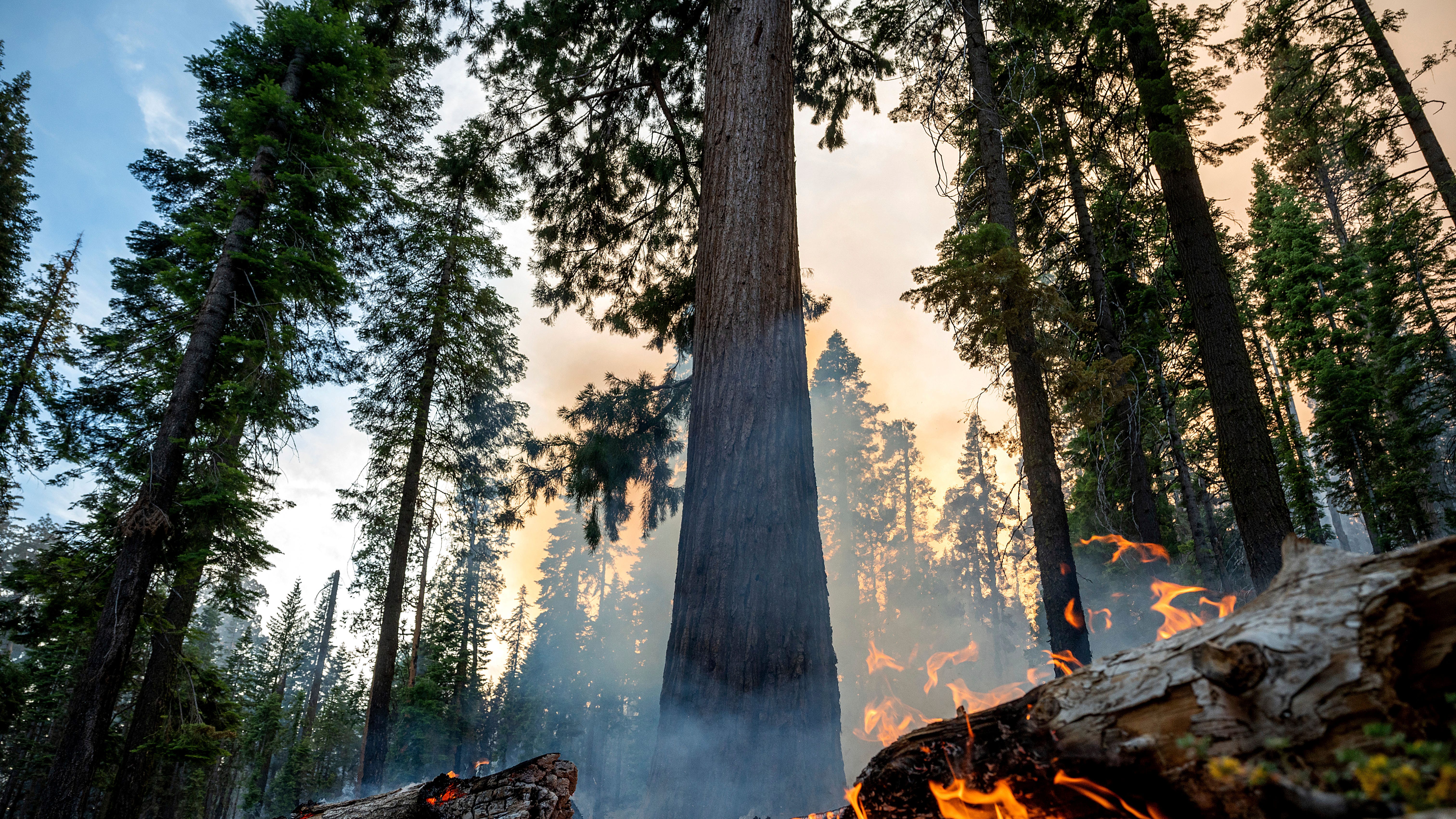 California heat builds as crews protect Yosemite sequoias