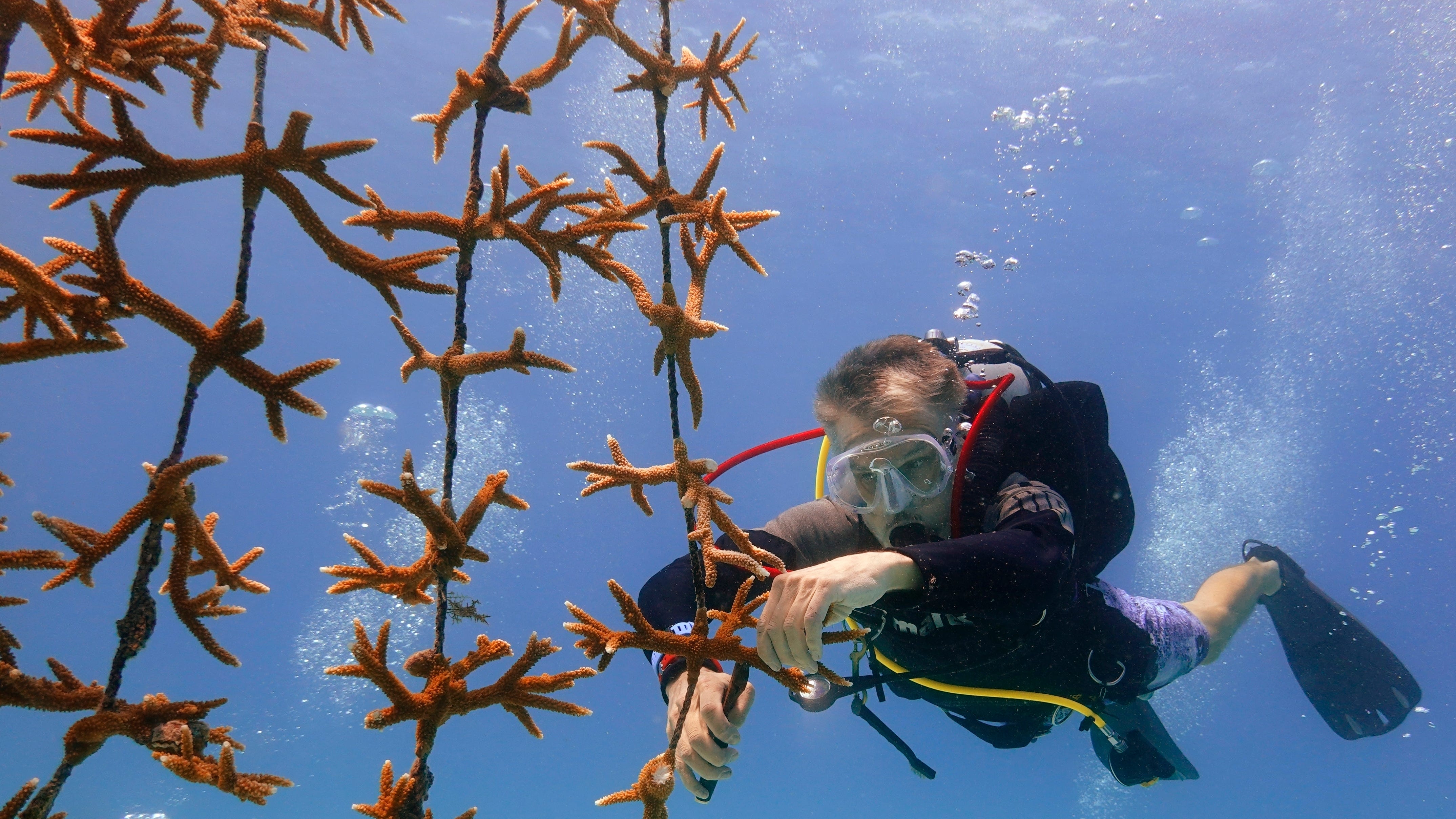 High ocean temperatures are harming the Florida coral reef. Rescue crews are racing to help