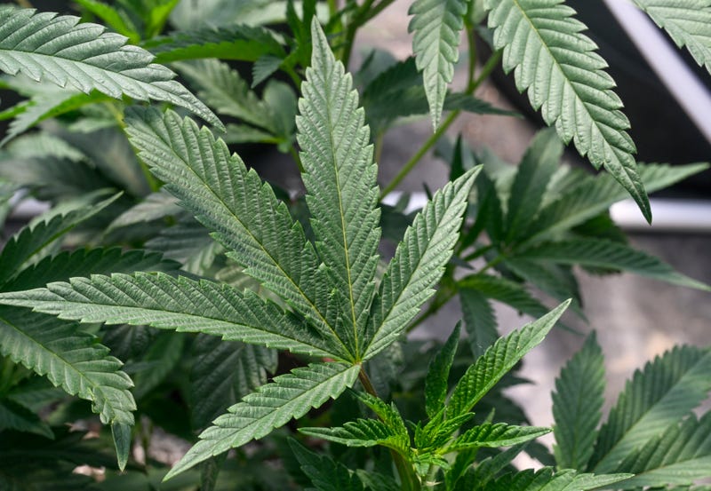 NCAA Marijuana Proposal