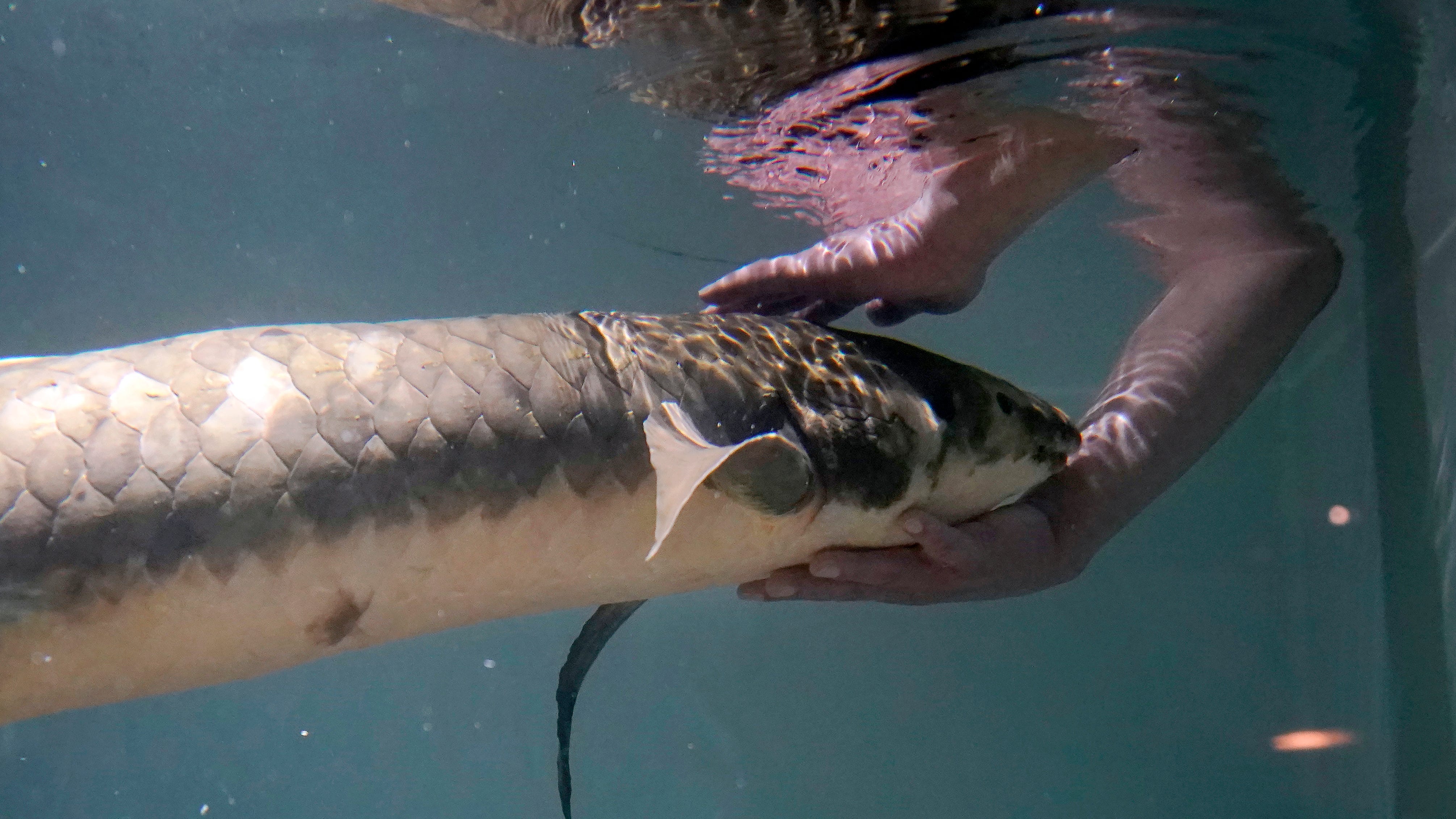 Meet Methuselah, the oldest living aquarium fish