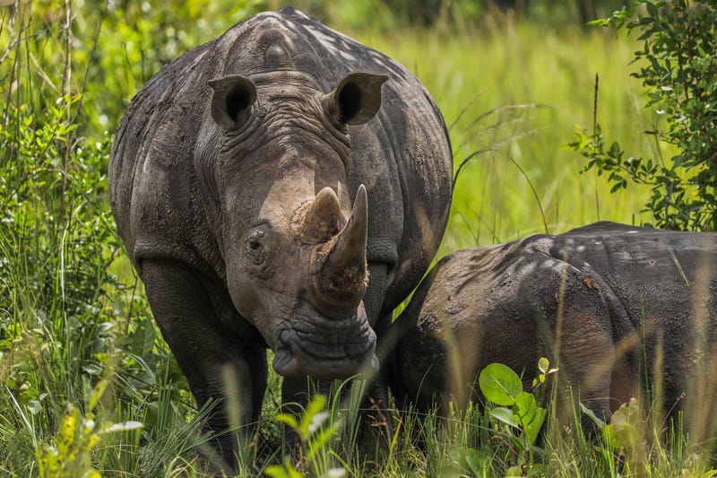 Uganda World Rhino Day
