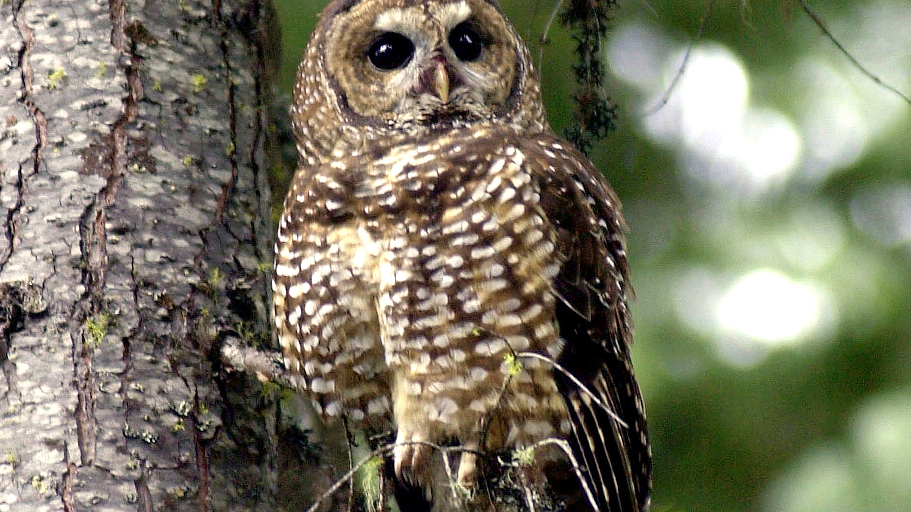 Biden administration moves to restore endangered species protections dropped by Trump