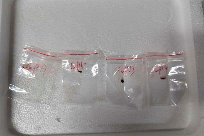 US Dangerous Fungus